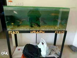 4 feet fishtank with 6 shark and 12 gold fish for