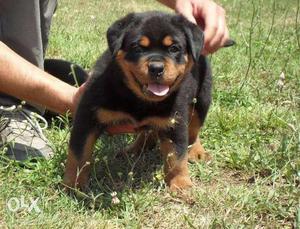 40 Days Old Rottweiler Pups Available