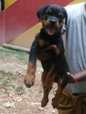 55days Rottweiler puppy for sale imported wid