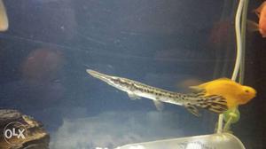 7 inch alligator serious buyers only