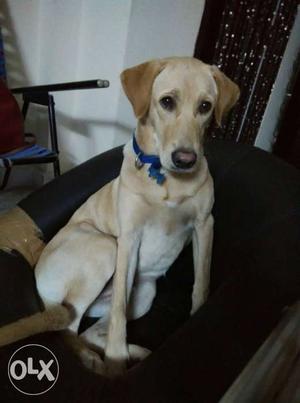 7months male labarador. very active and friendly dog