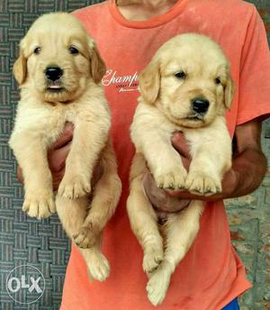 953o Shanu dog store available show quality golden