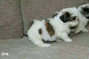 9O:dhule:boxer'beagle'lasa'all Puppeis Kitten&cash