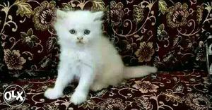9O:surat: Persian Kitten All Puppeis Kitten&cash On