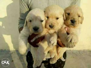 9O:ujjain:boxer'pug' All Puppeis Kitten&cash On