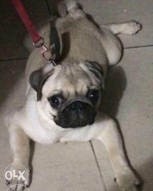 A 7 months old male Pug. fully vaccinated. with