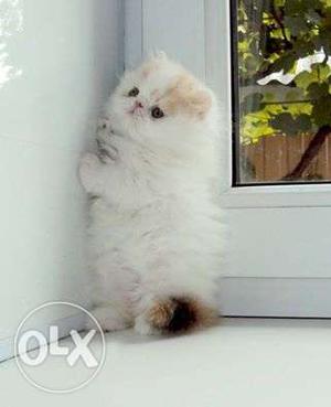 ALL NCR CASH on delivery free persian cat kitten for sale