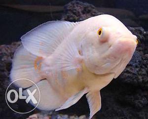 Albino Oscar fish. 1.5 inches. Pair 150rs.
