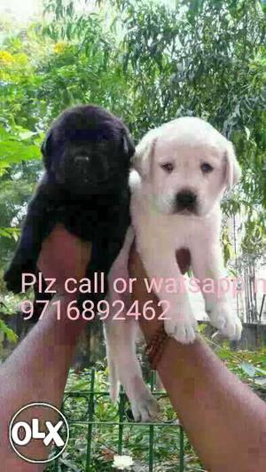 All colours...Labrador puppies for sell...also