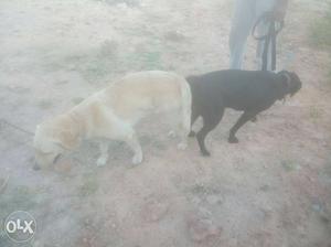 All dogs matting and all puppy sales in nonakuppam