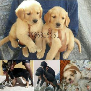All kinds of Breed puppies available 