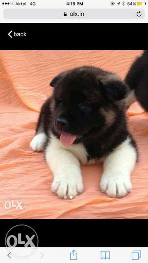 American Akita female puppy of 1 nd half month