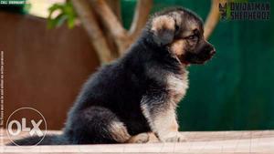 American German Shepherd Pups For Sell In Delhi