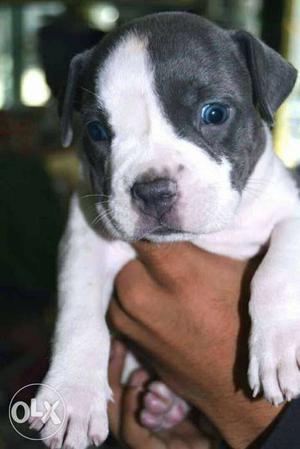 American bully female Puppy Available Top Quality