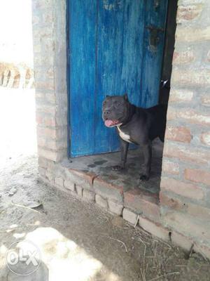 American bully paragnent sale 25 days