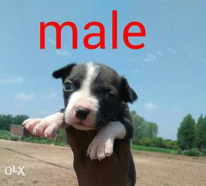American pitbull 28 days 2 pups available