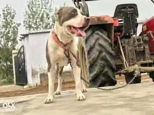 American pitbull male 10 months old for sell.