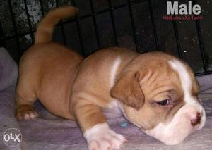 American pitbull puppies available with home delivery in