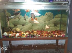 Aquarium with expensive fishes