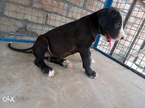 At lowest price.. pure breed.. urgent selling