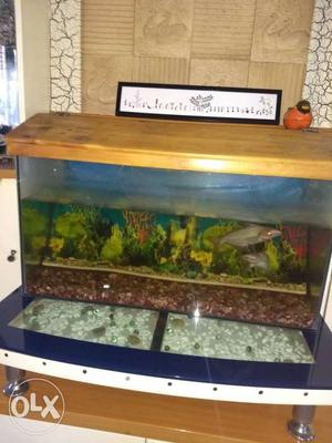 Available huge fish aquarium with two large