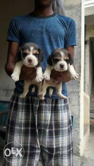 Beagle male AND female puppy good quality full