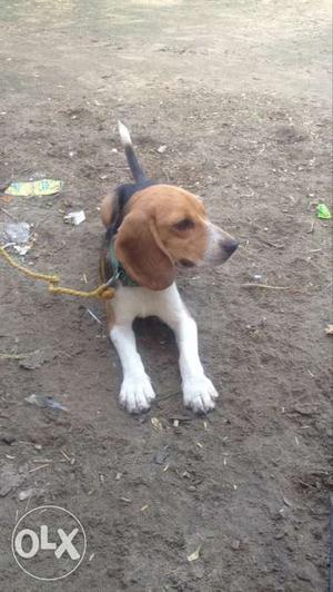 Beagle male for sale full pure dog meeting v karda,friendly