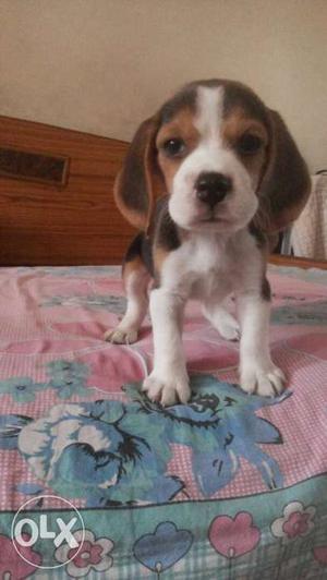 Beagle puppy for sale... pure breed. and