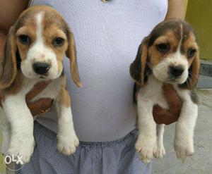 Beagle pups KCI registered champion pedigree 6