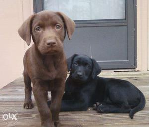 Beautiful Pups for your Home