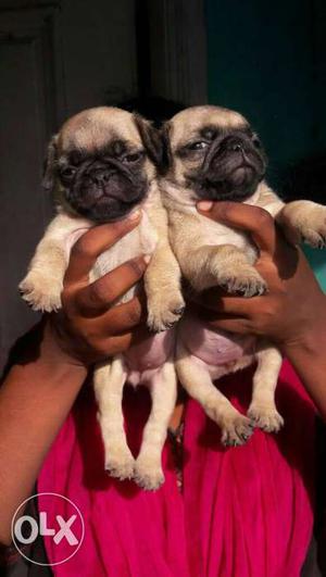 Beautiful pug male and female very healthy puppy