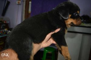 Black And Brown Rottweiler Puppy for Sale