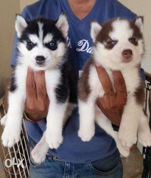 Black And Brown Siberian Husky Puppies black and blue eyes