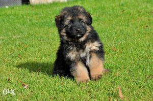 Black And Tan Long-coat German Shepard Puppy
