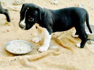 Black And White female American Pit Bull Terrier Puppy