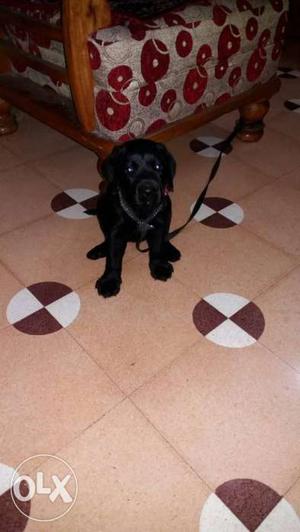 Black Labrador Retriever