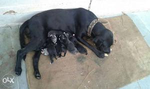Black Labrador Retriever With Newborn Puppies