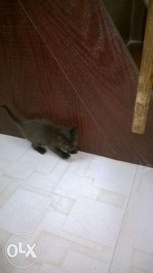 Black Persian cats 2months old Male female both