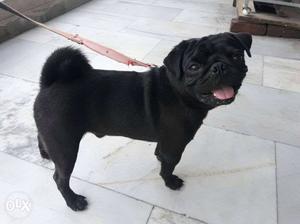 Black Pug In Jalandhar