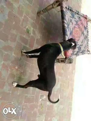 Black Short-coat Dog