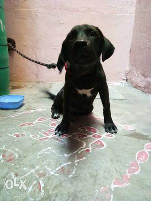 Black labrador puppy 6mnths old