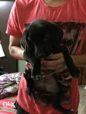 Black male labrador 50 days its urgent call