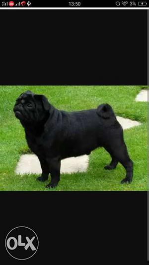 Black pug male dog for crossing