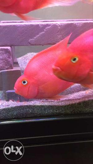 Blood paroot fish breading pair very active about