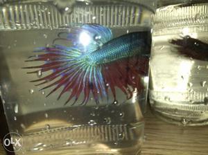 Blue And Red Beta Fish