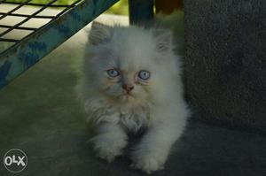 Blue eyes Persian cat kitten sale. Cash on