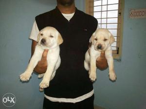 Box head lab puppies available in honey petzone