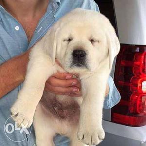 Box headed heavy wrinkled Labrador retriever Puppy