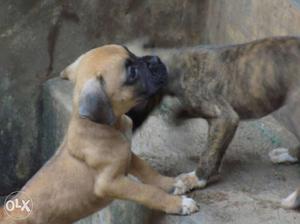 Boxer puppies fr sale..just rs 