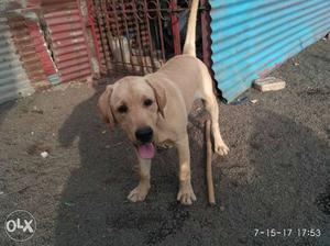 Brown Short Coated Dog male, 7month old, very active